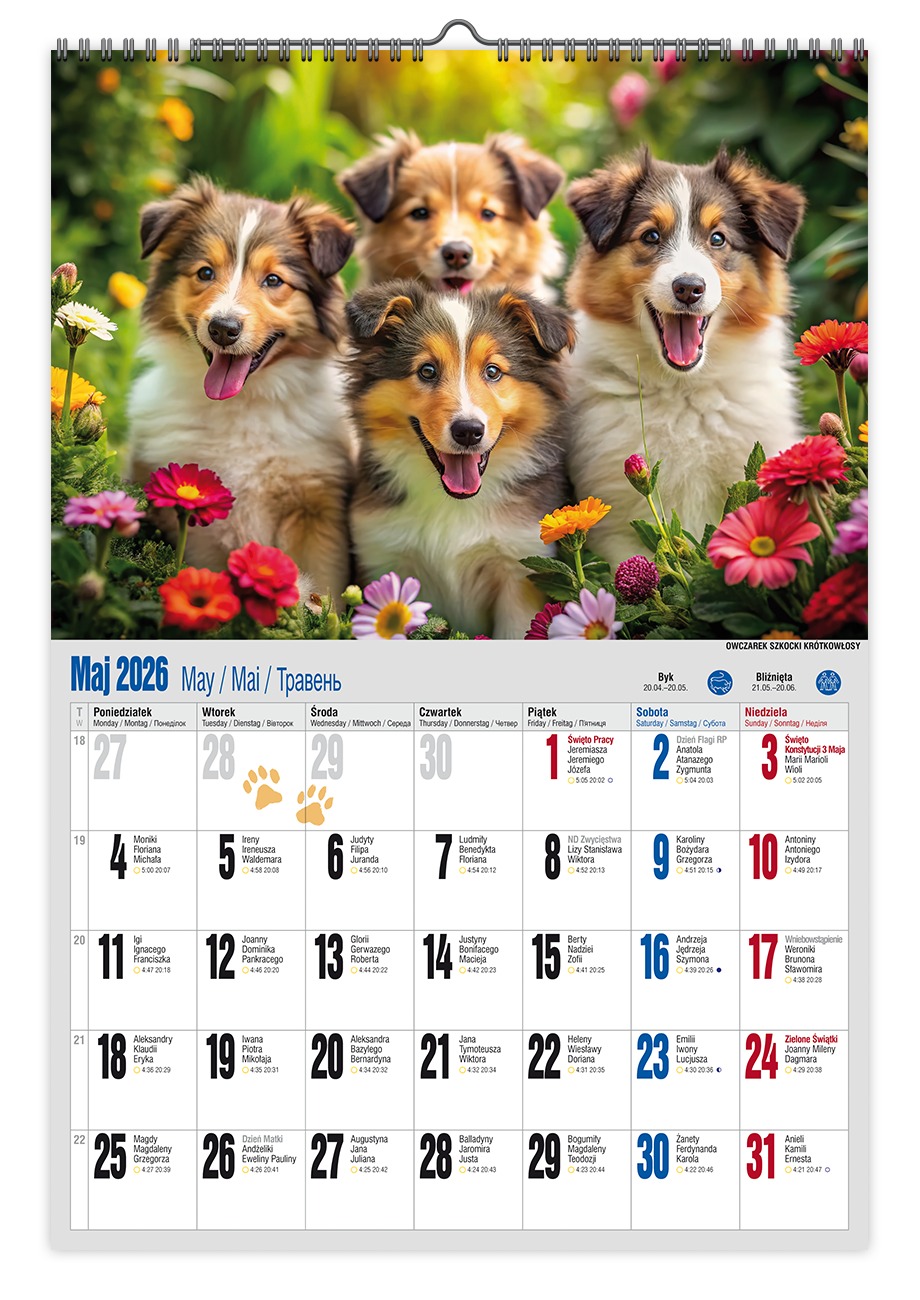 Kalendarz naścienny wieloplanszowy A3 2026 pies Pan Kalendarzyk