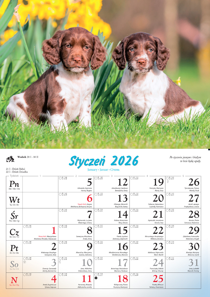 Kalendarz naścienny rodzinny 28x40cm 2026 psy domowe Lucrum