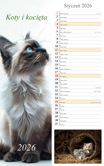 Kalendarz notatnikowy wieloplanszowy 15x48cm 2026 koty Radwan