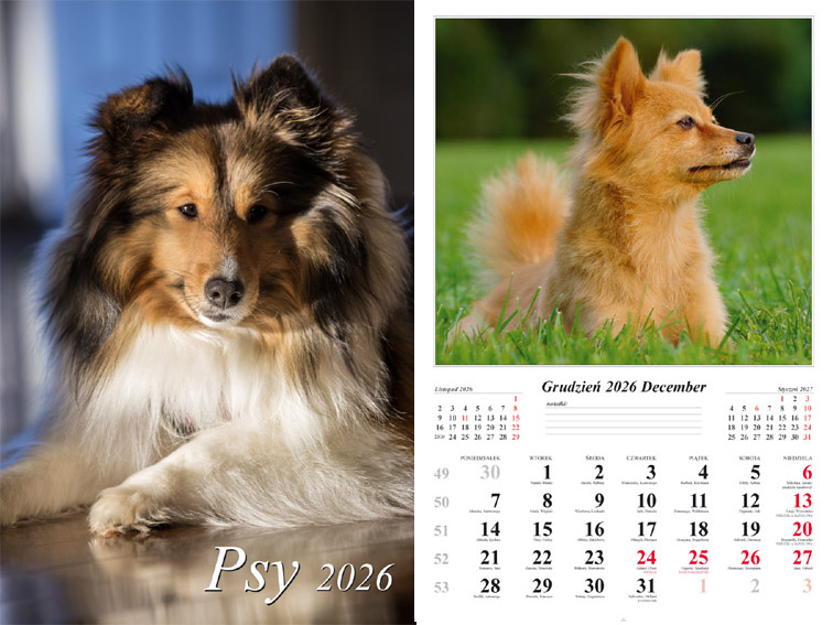 Kalendarz naścienny wieloplanszowy 32x48cm 2026 psy Radwan