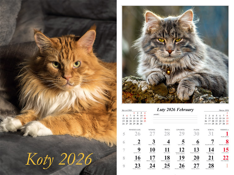 Kalendarz naścienny wieloplanszowy 32x48cm 2026 koty Radwan