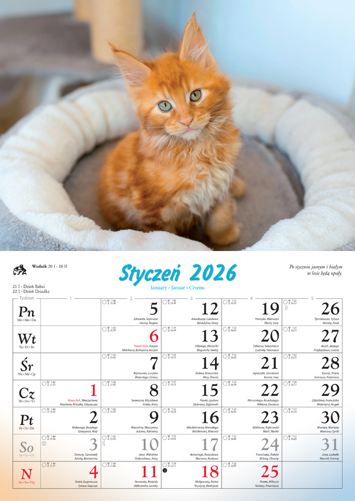 Kalendarz naścienny rodzinny 28x40cm 2026 koty Lucrum