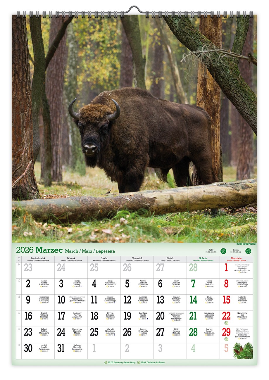 Kalendarz naścienny wieloplanszowy A2 2026 leśne zwierzęta Pan Kalendarzyk