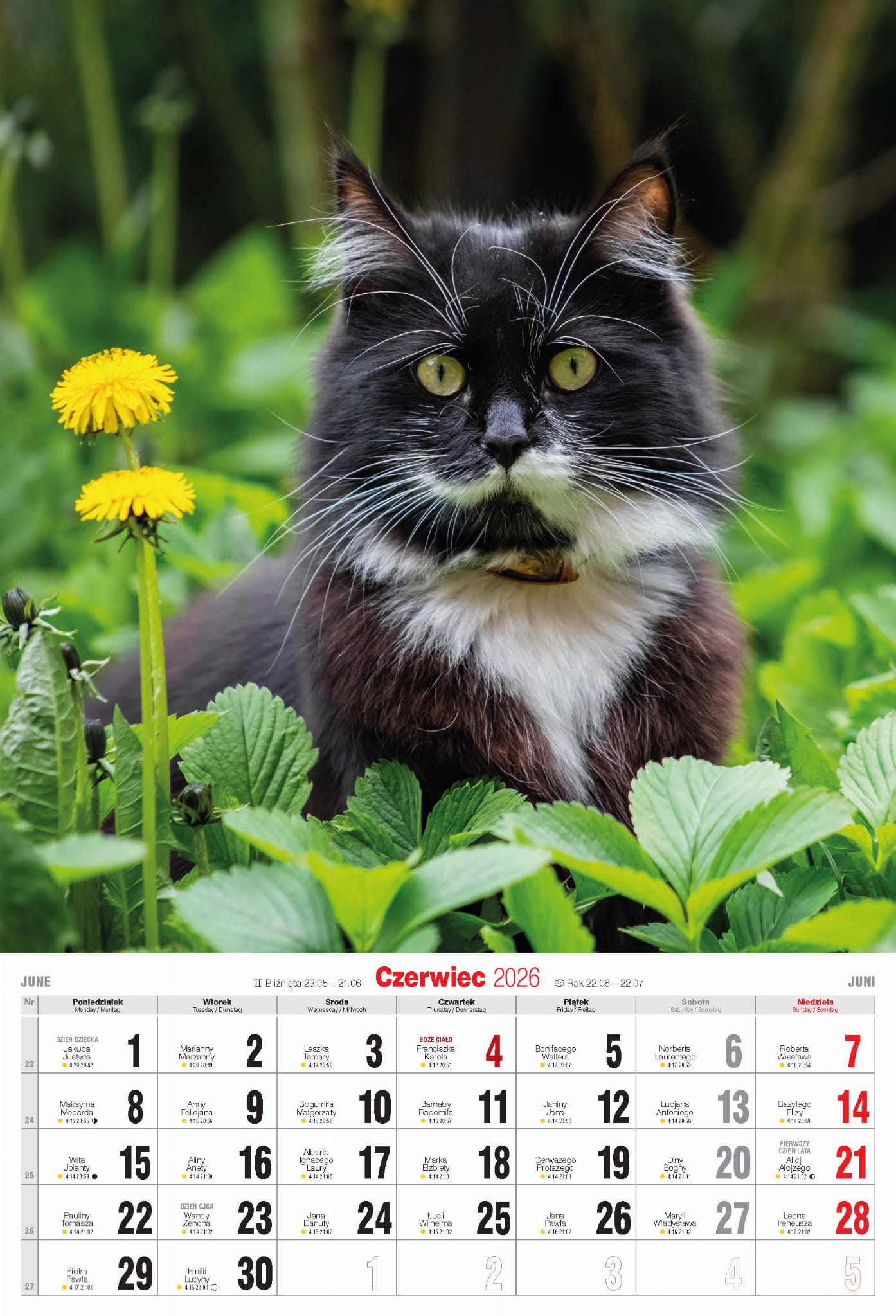 Kalendarz wieloplanszowy naścienny A3 32x47cm 2026 koty Avanti