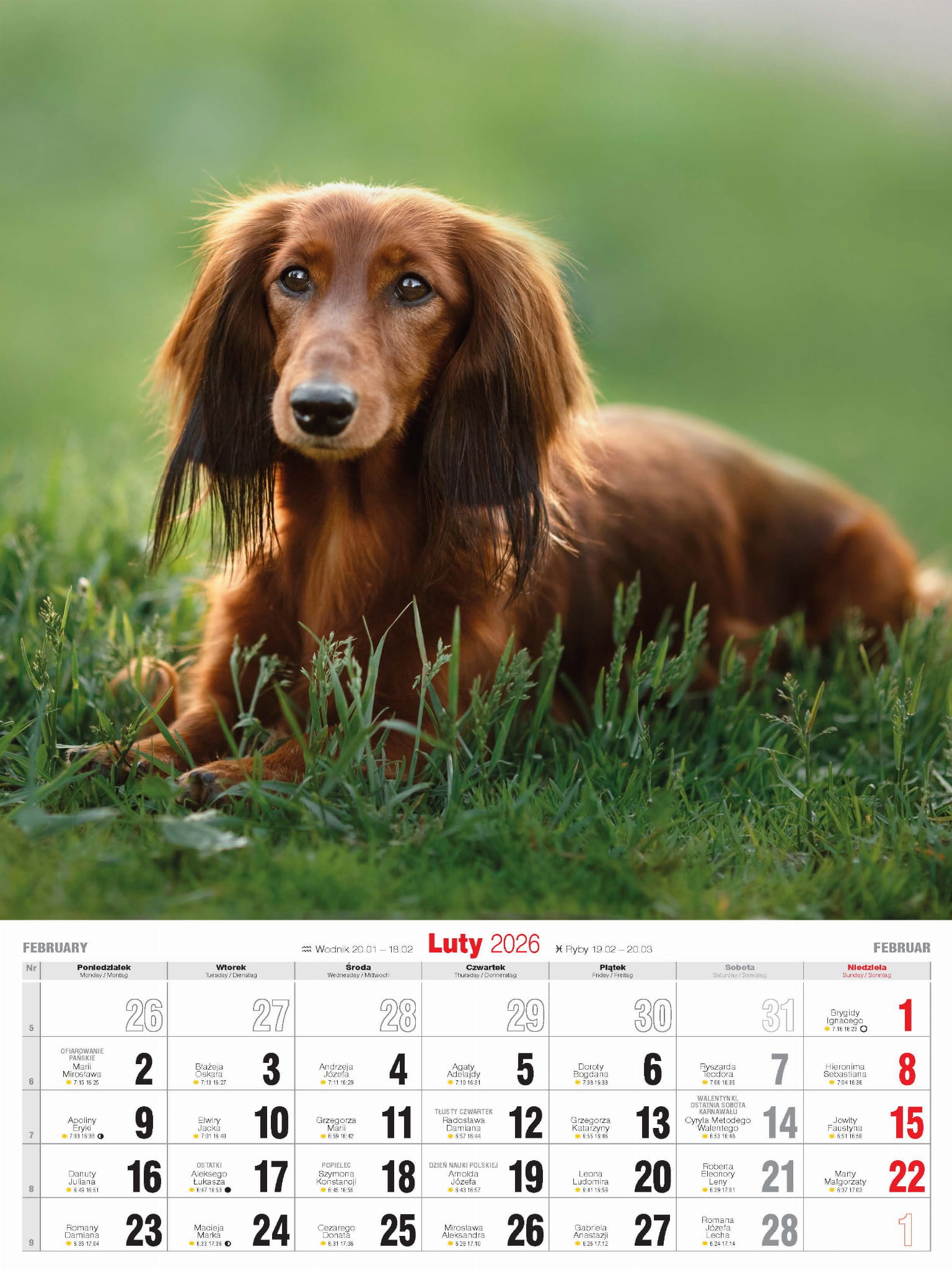 Kalendarz wieloplanszowy naścienny A3 32x47cm 2026 psy Avanti