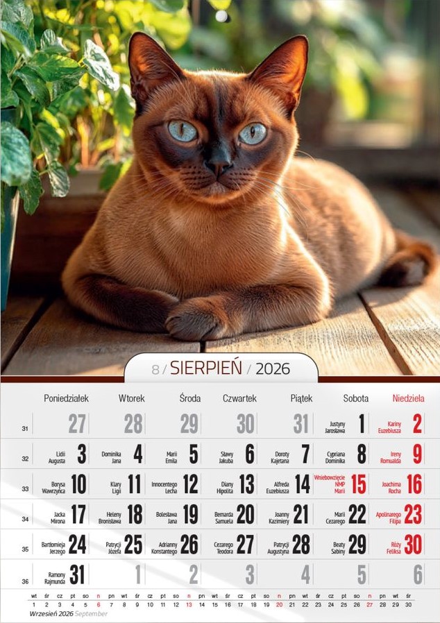 Kalendarz naścienny wieloplanszowy A4 2026 koty O-Press